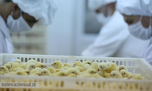 عرضه نخستین محموله جوجه یک روزه آمیخته تجاری لاین مرغ آرین در بازار