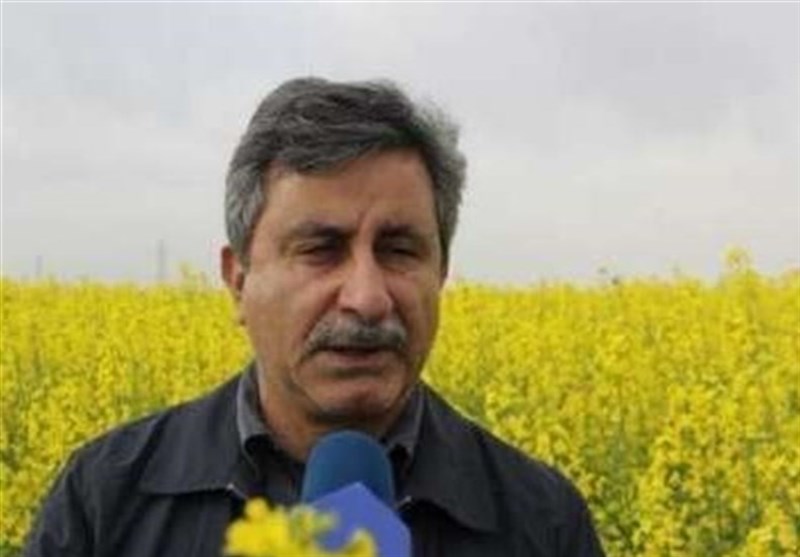 برنامه خودکفایی در تولید شکر و پنبه در دولت سیزدهم برنامه خودکفایی در تولید شکر و پنبه در دولت سیزدهم