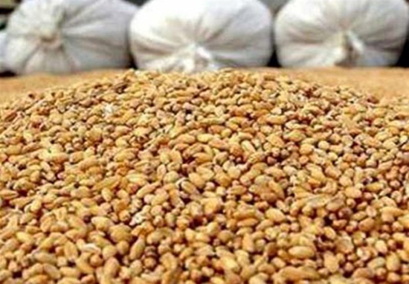 ذخایر راهبردی گندم و نهادههای دامی به ۴ ماه افزایش یافت ذخایر راهبردی گندم و نهادههای دامی به ۴ ماه افزایش یافت