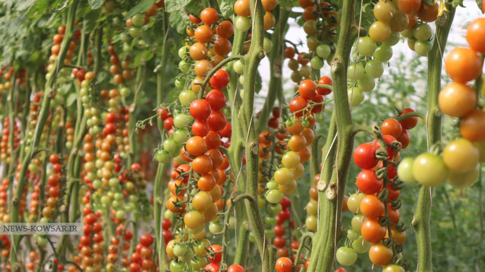 پیش بینی برداشت بیش از ۳۰۰ تن گوجه گیلاسی از گلخانه هلیلان