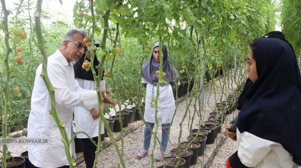 پیش بینی برداشت بیش از ۳۰۰ تن گوجه گیلاسی از گلخانه هلیلان