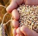 واردات ۱۳۱ هزار تن گندم و روغن خام از بنادر گیلان به کشور