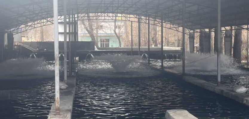 بازدید کارشناسان انستیتو بین المللی ماهیان خاویاری از مزرعه احمد آباد