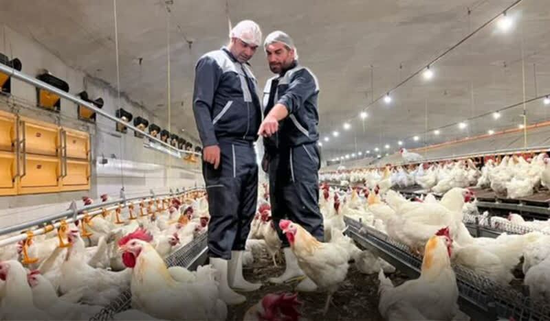 دیزباد محمل ارتقاء کمی و کیفی جوجه اجداد آرین دیزباد محمل ارتقاء کمی و کیفی جوجه اجداد آرین
