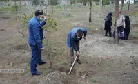 درختکاری در کوهسار تهران