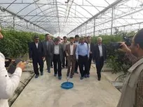 بازدید معاون هماهنگی و نظارت اقتصادی و زیربنایی معاون اول رییس جمهور، فرماندار اسلام آباد غرب و سایر مدیران استان کرمانشاه
از گلخانه‌ مدرن ۵ هزار متری سازمان