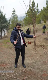 درختکاری در کوهسار تهران