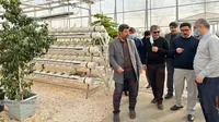 بازدید میدانی مدیرعامل سازمان از شرکت‌های مرغک و توسعه مکانیزاسیون کوثر