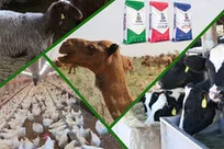 ورود مکمل‌های پروبیوتیک شیمی دارو کوثر به بازار دامپزشکی کشور