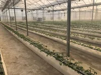 گزارش تصویری تسطیح ٧ هکتار به صورت پلکانی و ١٣ واحد مجزا، کشت کوجه فرنگی رقم چری (زیتونی) و شروع گُل دهی گلخانه هلیلان استان ایلام با توانمندی سرمایه انسانی شرکت پیشگامان کشاورزی کوثر کرمانشاه