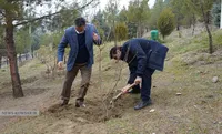 درختکاری در کوهسار تهران
