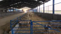 گزارش تصویری آغاز دام ریزی پروژه 7500 رأسی مزرعه دینور کرمانشاه