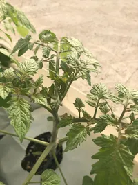 گزارش تصویری تسطیح ٧ هکتار به صورت پلکانی و ١٣ واحد مجزا، کشت کوجه فرنگی رقم چری (زیتونی) و شروع گُل دهی گلخانه هلیلان استان ایلام با توانمندی سرمایه انسانی شرکت پیشگامان کشاورزی کوثر کرمانشاه