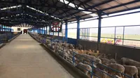 گزارش تصویری آغاز دام ریزی پروژه 7500 رأسی مزرعه دینور کرمانشاه