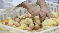 گزارش تصویری | عرضه نخستین محموله جوجه یک روزه آمیخته تجاری لاین داخلی مرغ آرین در بازار