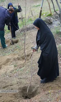 درختکاری در کوهسار تهران
