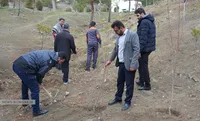 درختکاری در کوهسار تهران
