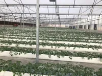 گزارش تصویری تسطیح ٧ هکتار به صورت پلکانی و ١٣ واحد مجزا، کشت کوجه فرنگی رقم چری (زیتونی) و شروع گُل دهی گلخانه هلیلان استان ایلام با توانمندی سرمایه انسانی شرکت پیشگامان کشاورزی کوثر کرمانشاه