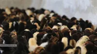 اجرای طرح رویش؛ همیاری روستا به همت مؤسسه رویش کوثر