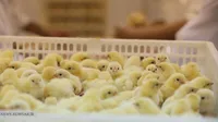 گزارش تصویری | عرضه نخستین محموله جوجه یک روزه آمیخته تجاری لاین داخلی مرغ آرین در بازار