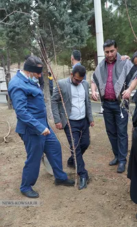 درختکاری در کوهسار تهران