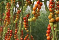 پیش بینی برداشت بیش از ۳۰۰ تن گوجه گیلاسی از گلخانه هلیلان