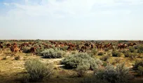گزارش تصویری فعالیت های مجتمع تولیدی اجداد سپیدان کوثر - 2