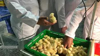 بازدید میدانی مدیرعامل سازمان از شرکت‌های مرغک و توسعه مکانیزاسیون کوثر