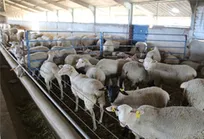 گزارش تصویری فعالیت های مجتمع تولیدی اجداد سپیدان کوثر - 1