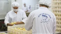 گزارش تصویری | عرضه نخستین محموله جوجه یک روزه آمیخته تجاری لاین داخلی مرغ آرین در بازار