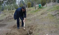 درختکاری در کوهسار تهران
