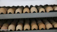 گزارش تصویری | عرضه نخستین محموله جوجه یک روزه آمیخته تجاری لاین داخلی مرغ آرین در بازار