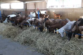 گزارش تصویری افتتاحیه دو پروژه مهم کشاورزی