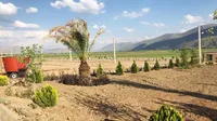 گزارش تصویری آغاز دام ریزی پروژه 7500 رأسی مزرعه دینور کرمانشاه