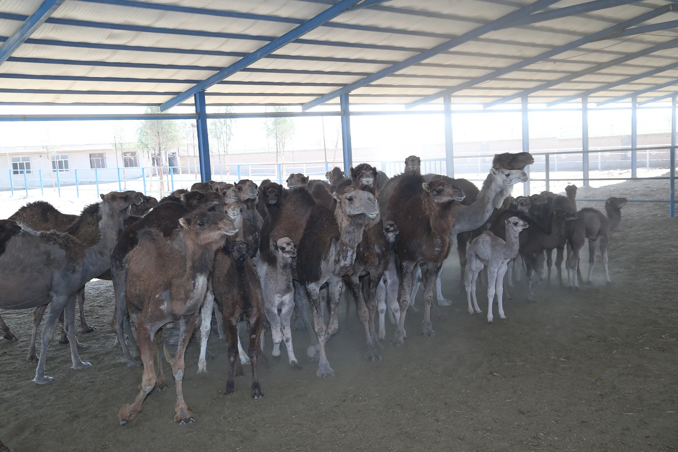 گزارش تصویری آئین افتتاح دو پروژه مهم کشاورزی سازمان اقتصادی کوثر در شهرستان ورامین 1397/02/25